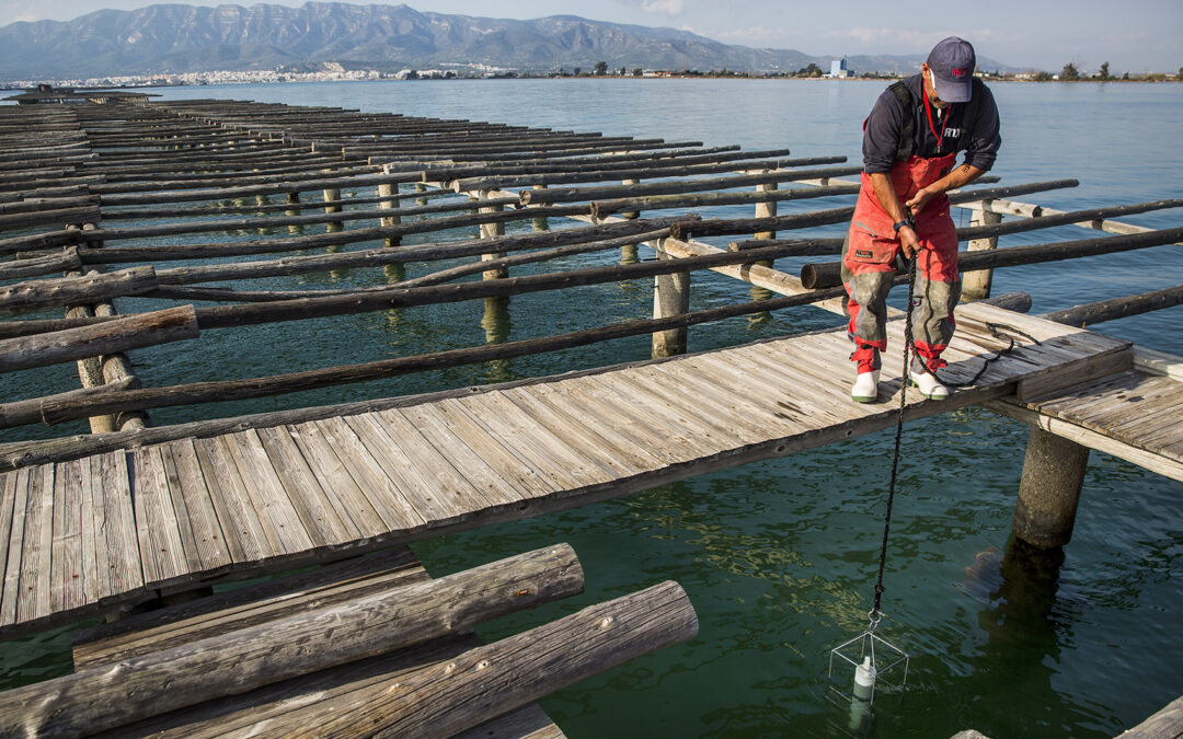 Un pla pilot confirma la viabilitat del cultiu de macroalgues a les badies del Delta de l’Ebre