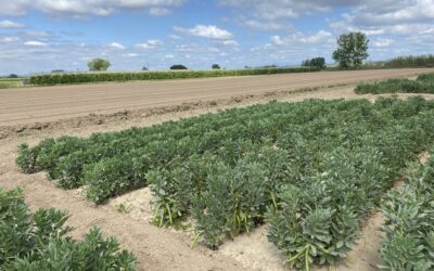 El projecte FAVAPROT confirma el potencial de la fava com a font de proteïna vegetal per a l’alimentació humana