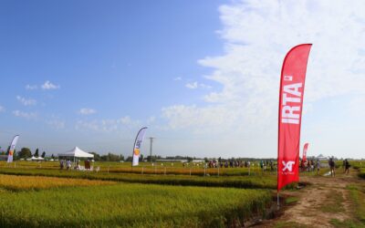 La innovació per adaptar el cultiu al canvi climàtic centra la XXIX Jornada de camp de l’arròs de l’IRTA a Amposta