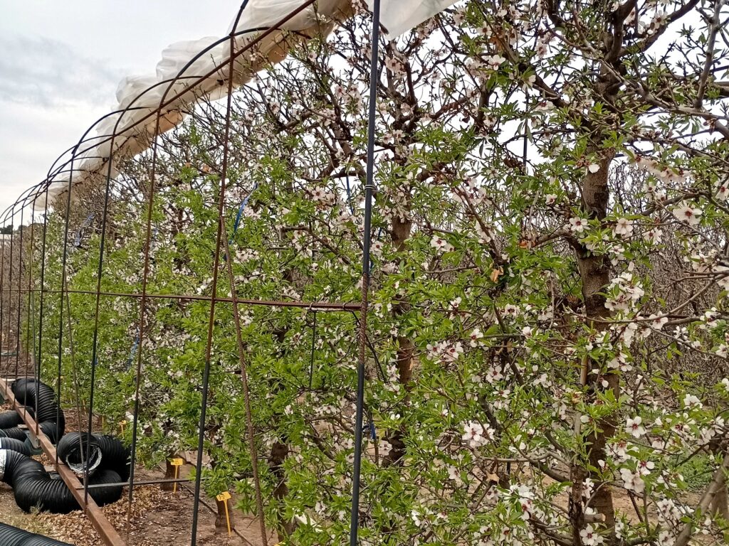 Imatges-ClimaFruit-1-copia-1024×768 imagte climafruit IRTA